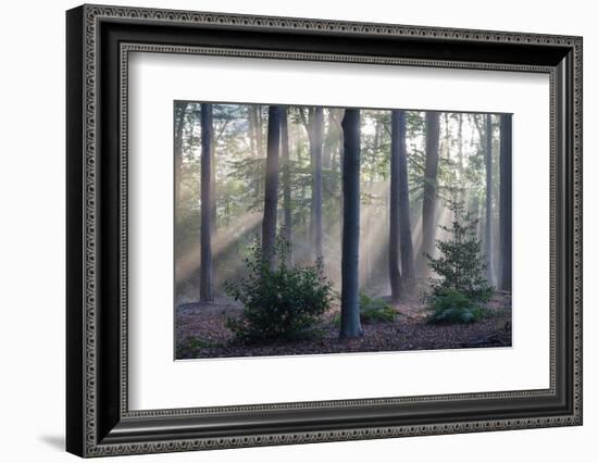 Sunrays through forest, Belgium-Bernard Castelein-Framed Photographic Print