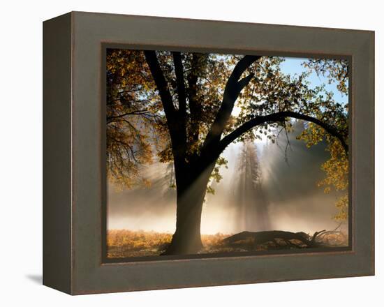 Sunrays Through the Fog-Jim Becia-Framed Premier Image Canvas