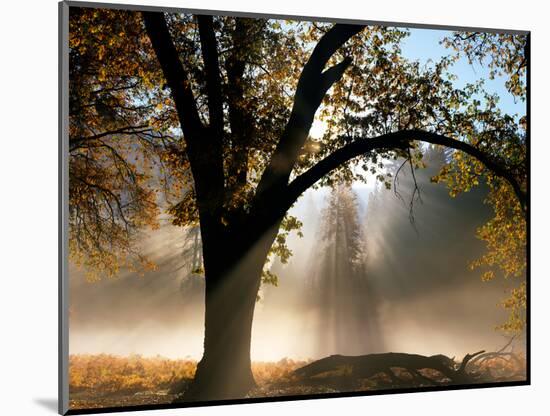 Sunrays Through the Fog-Jim Becia-Mounted Photographic Print