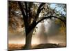 Sunrays Through the Fog-Jim Becia-Mounted Photographic Print