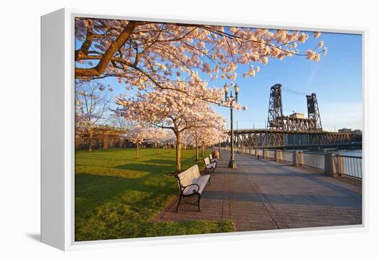 Sunrie Cherry Trees and Steel Bridge, Portland Oregon.-Craig Tuttle-Framed Premier Image Canvas