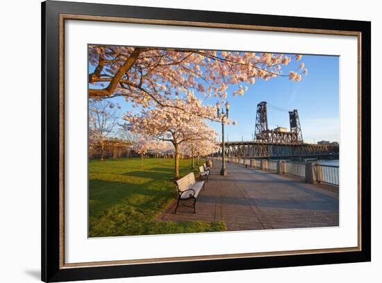 Sunrie Cherry Trees and Steel Bridge, Portland Oregon.-Craig Tuttle-Framed Photographic Print