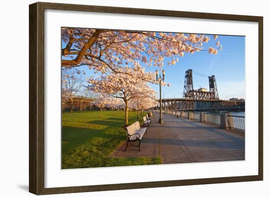 Sunrie Cherry Trees and Steel Bridge, Portland Oregon.-Craig Tuttle-Framed Photographic Print