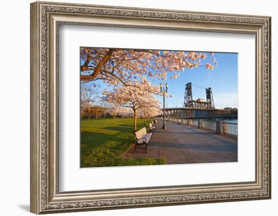 Sunrie Cherry Trees and Steel Bridge, Portland Oregon.-Craig Tuttle-Framed Photographic Print