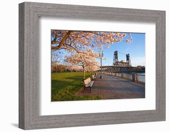 Sunrie Cherry Trees and Steel Bridge, Portland Oregon.-Craig Tuttle-Framed Photographic Print