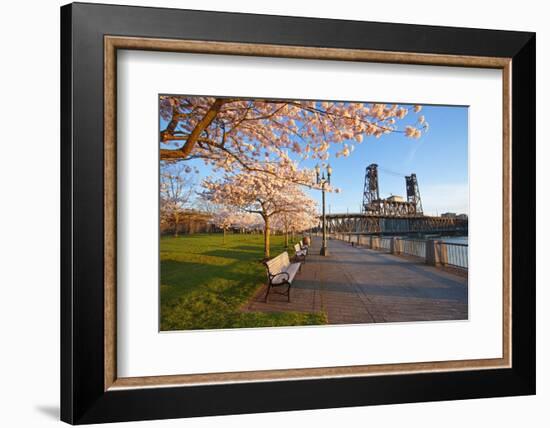 Sunrie Cherry Trees and Steel Bridge, Portland Oregon.-Craig Tuttle-Framed Photographic Print