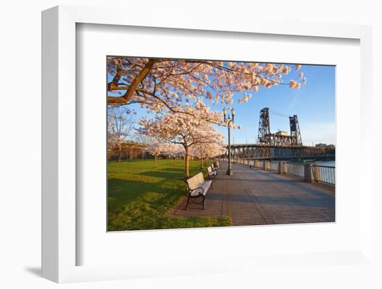 Sunrie Cherry Trees and Steel Bridge, Portland Oregon.-Craig Tuttle-Framed Photographic Print