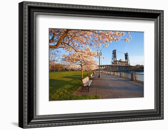 Sunrie Cherry Trees and Steel Bridge, Portland Oregon.-Craig Tuttle-Framed Photographic Print