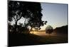 Sunrise across the Trees and Fields with House Dellacher, Oberwart, Burgenland, Austria-Rainer Schoditsch-Mounted Photographic Print