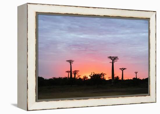 Sunrise, Allee de Baobab (Adansonia), western area, Madagascar, Africa-Christian Kober-Framed Premier Image Canvas