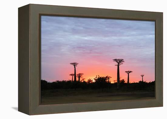 Sunrise, Allee de Baobab (Adansonia), western area, Madagascar, Africa-Christian Kober-Framed Premier Image Canvas