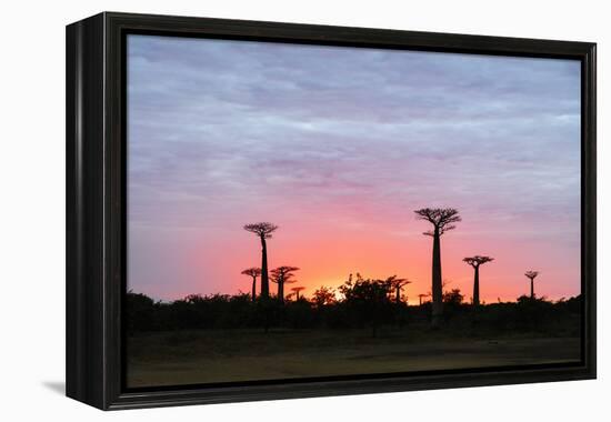 Sunrise, Allee de Baobab (Adansonia), western area, Madagascar, Africa-Christian Kober-Framed Premier Image Canvas