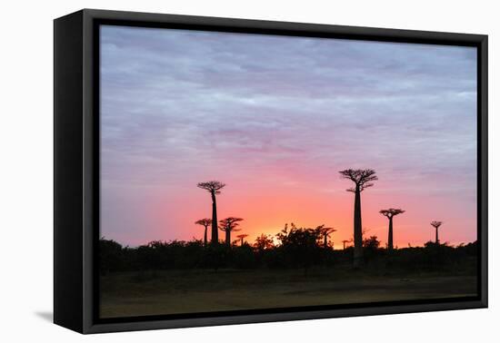 Sunrise, Allee de Baobab (Adansonia), western area, Madagascar, Africa-Christian Kober-Framed Premier Image Canvas