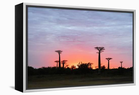 Sunrise, Allee de Baobab (Adansonia), western area, Madagascar, Africa-Christian Kober-Framed Premier Image Canvas