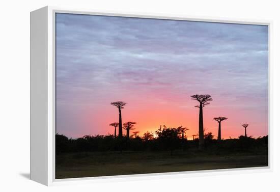 Sunrise, Allee de Baobab (Adansonia), western area, Madagascar, Africa-Christian Kober-Framed Premier Image Canvas