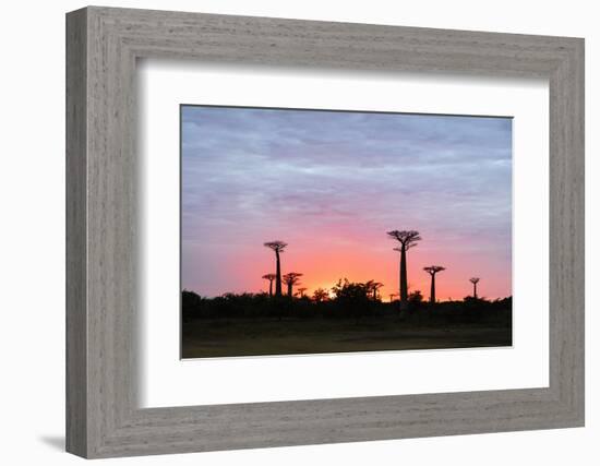 Sunrise, Allee de Baobab (Adansonia), western area, Madagascar, Africa-Christian Kober-Framed Photographic Print