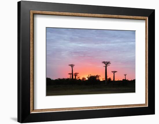 Sunrise, Allee de Baobab (Adansonia), western area, Madagascar, Africa-Christian Kober-Framed Photographic Print