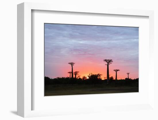 Sunrise, Allee de Baobab (Adansonia), western area, Madagascar, Africa-Christian Kober-Framed Photographic Print