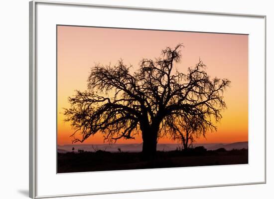 Sunrise and silhouetted lone tree Namib Desert Namibia Sossusvlei-Darrell Gulin-Framed Photographic Print