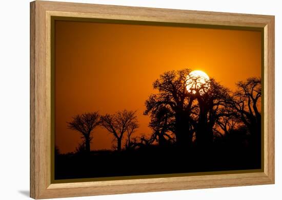 Sunrise at Baines Baobabs, Nxai Pan National Park, Botswana-Paul Souders-Framed Premier Image Canvas