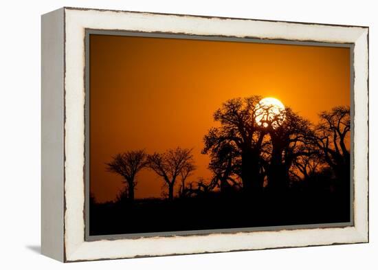 Sunrise at Baines Baobabs, Nxai Pan National Park, Botswana-Paul Souders-Framed Premier Image Canvas