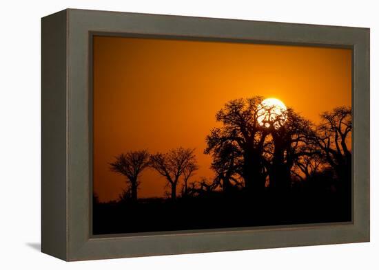 Sunrise at Baines Baobabs, Nxai Pan National Park, Botswana-Paul Souders-Framed Premier Image Canvas