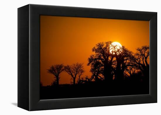 Sunrise at Baines Baobabs, Nxai Pan National Park, Botswana-Paul Souders-Framed Premier Image Canvas