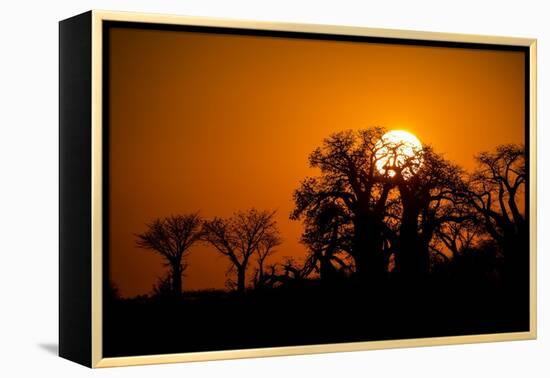 Sunrise at Baines Baobabs, Nxai Pan National Park, Botswana-Paul Souders-Framed Premier Image Canvas