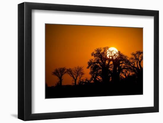 Sunrise at Baines Baobabs, Nxai Pan National Park, Botswana-Paul Souders-Framed Photographic Print