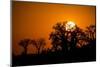 Sunrise at Baines Baobabs, Nxai Pan National Park, Botswana-Paul Souders-Mounted Photographic Print