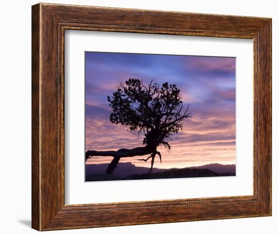 Sunrise at Bryce Canyon National Park, Utah, USA-Tom Norring-Framed Photographic Print