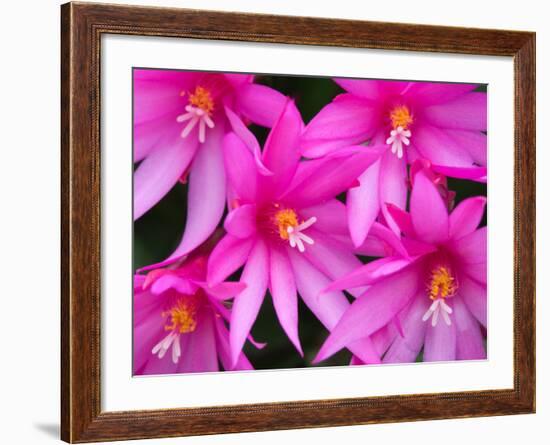 Sunrise Cactus Flowers-Jamie & Judy Wild-Framed Photographic Print