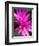 Sunrise Cactus Flowers-Jamie & Judy Wild-Framed Photographic Print