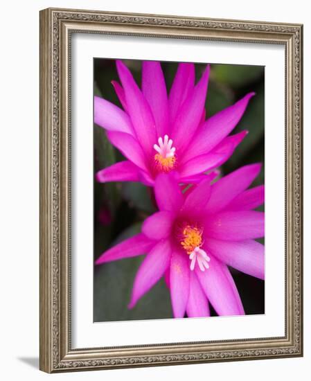 Sunrise Cactus Flowers-Jamie & Judy Wild-Framed Photographic Print