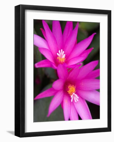 Sunrise Cactus Flowers-Jamie & Judy Wild-Framed Photographic Print