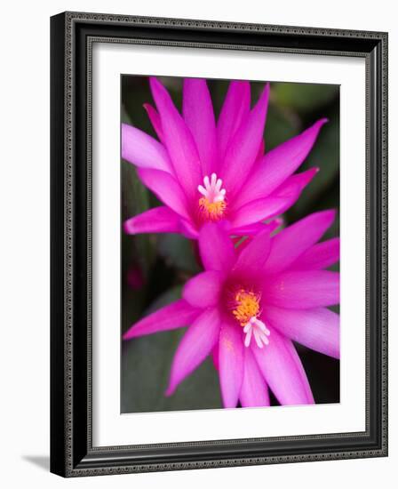 Sunrise Cactus Flowers-Jamie & Judy Wild-Framed Photographic Print