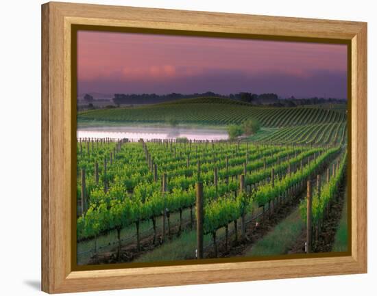 Sunrise in Distant Fog, Carnaros, Napa Valley, California, USA-Janis Miglavs-Framed Premier Image Canvas