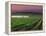 Sunrise in Distant Fog, Carnaros, Napa Valley, California, USA-Janis Miglavs-Framed Premier Image Canvas