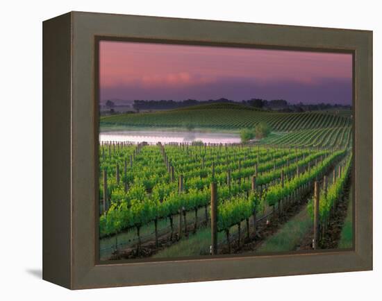 Sunrise in Distant Fog, Carnaros, Napa Valley, California, USA-Janis Miglavs-Framed Premier Image Canvas