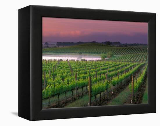 Sunrise in Distant Fog, Carnaros, Napa Valley, California, USA-Janis Miglavs-Framed Premier Image Canvas