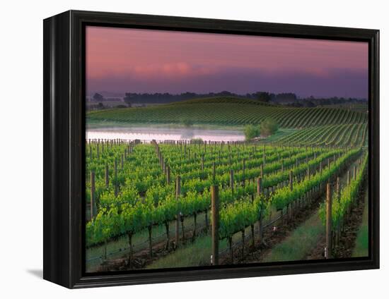 Sunrise in Distant Fog, Carnaros, Napa Valley, California, USA-Janis Miglavs-Framed Premier Image Canvas