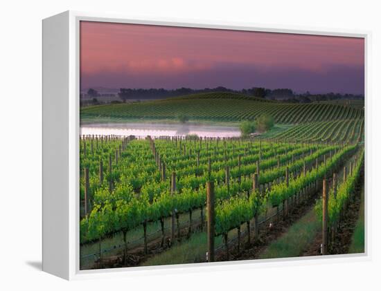 Sunrise in Distant Fog, Carnaros, Napa Valley, California, USA-Janis Miglavs-Framed Premier Image Canvas