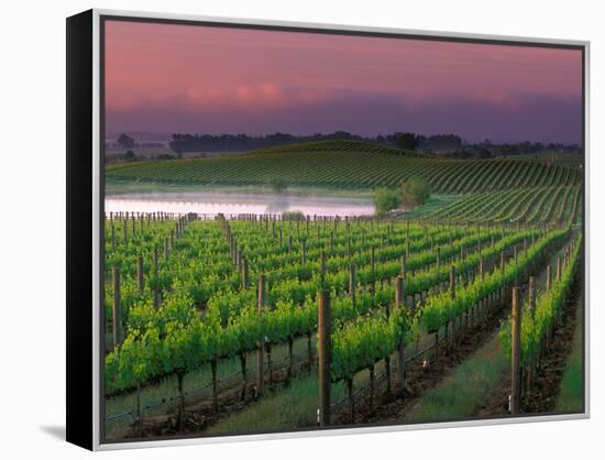 Sunrise in Distant Fog, Carnaros, Napa Valley, California, USA-Janis Miglavs-Framed Premier Image Canvas