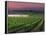 Sunrise in Distant Fog, Carnaros, Napa Valley, California, USA-Janis Miglavs-Framed Premier Image Canvas