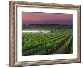 Sunrise in Distant Fog, Carnaros, Napa Valley, California, USA-Janis Miglavs-Framed Photographic Print