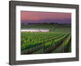 Sunrise in Distant Fog, Carnaros, Napa Valley, California, USA-Janis Miglavs-Framed Photographic Print