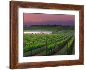 Sunrise in Distant Fog, Carnaros, Napa Valley, California, USA-Janis Miglavs-Framed Photographic Print