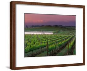 Sunrise in Distant Fog, Carnaros, Napa Valley, California, USA-Janis Miglavs-Framed Photographic Print