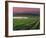 Sunrise in Distant Fog, Carnaros, Napa Valley, California, USA-Janis Miglavs-Framed Photographic Print