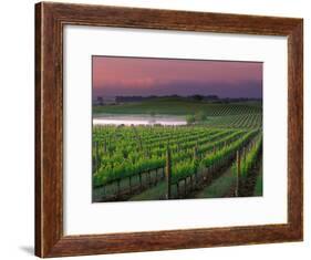 Sunrise in Distant Fog, Carnaros, Napa Valley, California, USA-Janis Miglavs-Framed Photographic Print